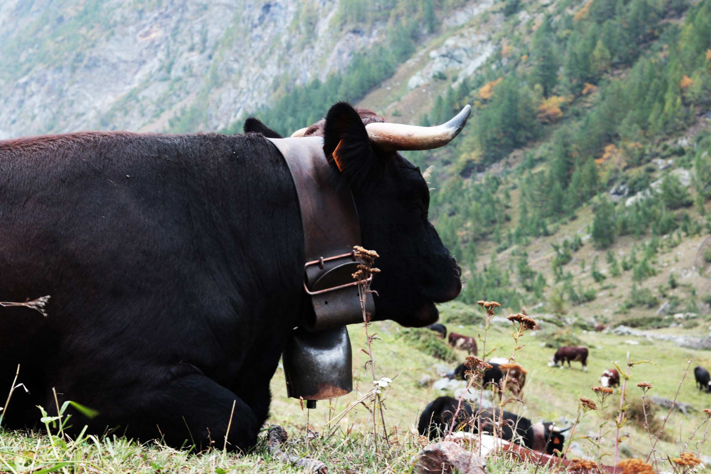 Nota de novedades Datagro uruguay